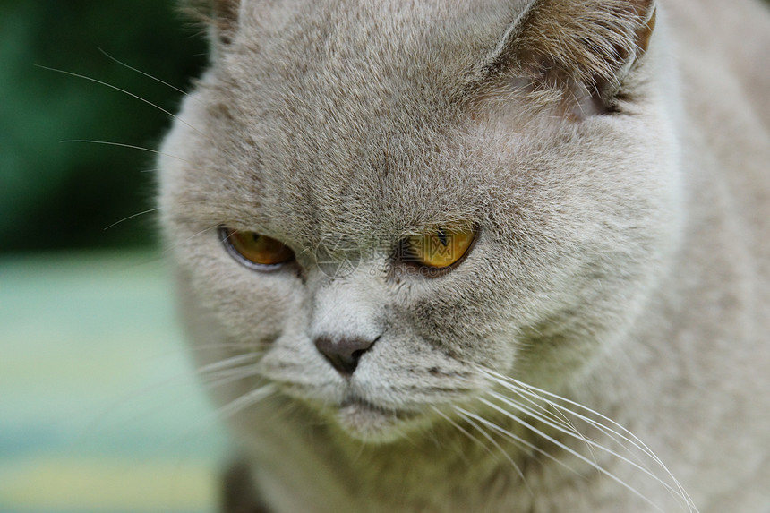 英国猫晶须猫科工作室哺乳动物眼睛外套毛皮橙子头发猫咪图片