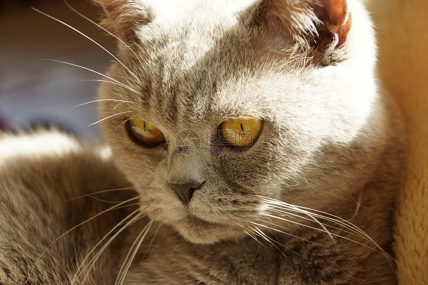 英国猫头发蓝色短发英语爪子眼睛宠物毛皮小猫外套图片