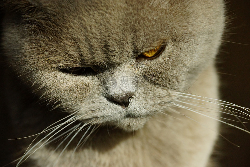 英国猫橙子警报外套小猫猫咪英语蓝色猫科宠物晶须图片