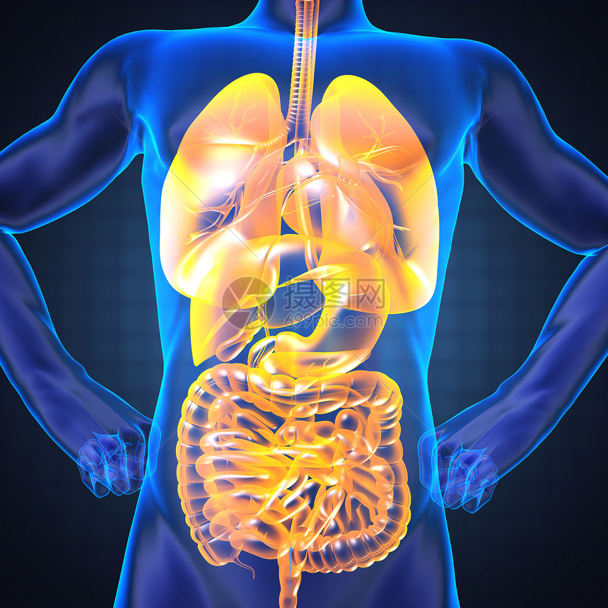 人类内脏射线摄影药品成人外科手术身体胰腺卫生疾病扫描胆量图片