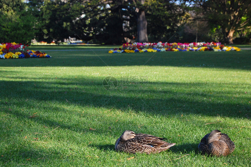 鸭子坐在草地上图片