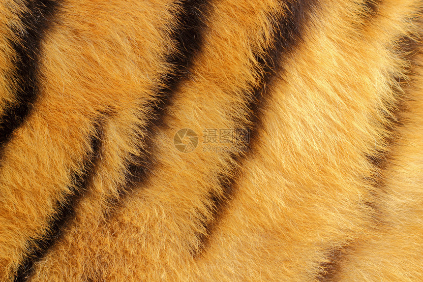老虎毛的详情侵略猎人橙子奢华野猫墙纸金子荒野丛林食肉图片