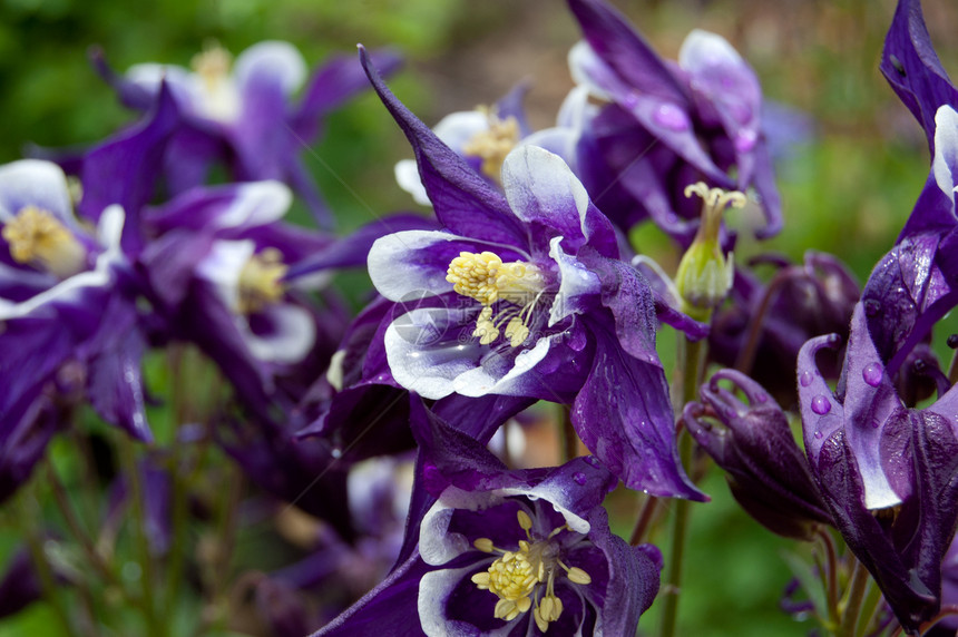 紫 Columbine花朵紫色花瓣花粉图片