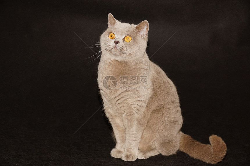 英国猫宠物爪子眼睛动物猫科胡须小猫英语工作室短发图片