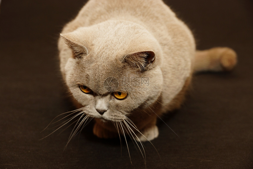 英国猫警报哺乳动物胡须橙子宠物小猫蓝色眼睛晶须短发图片