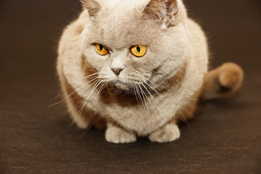英国猫眼睛头发警报英语胡须小猫哺乳动物短发宠物猫科图片