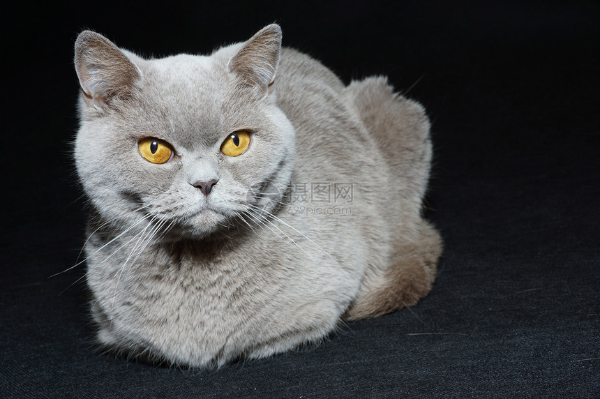 英国猫工作室宠物警报猫咪蓝色头发英语爪子猫科哺乳动物图片