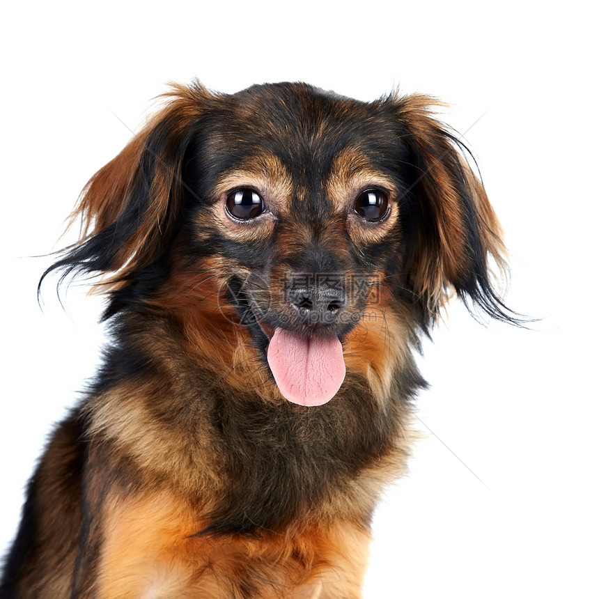 一条装饰棕色狗的肖像毛皮宠物犬类兰花脊椎动物贵宾爪子友谊哺乳动物猎犬图片