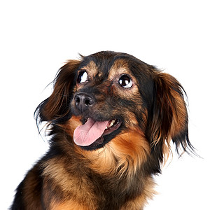 圣彼得堡兰花装饰狗的肖像背景