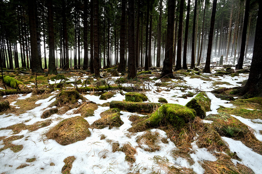 温冬森林图片