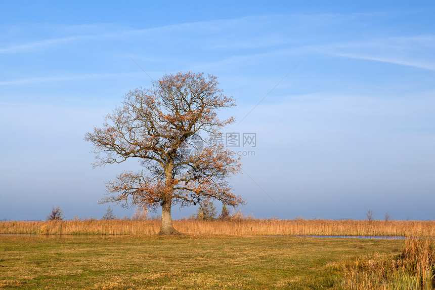 秋天的橡树风景乡村牧场阳光荒野蓝色季节性农村草地天空图片