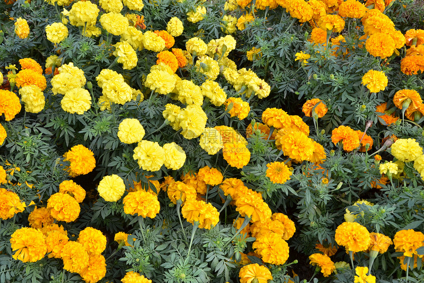 黄花 Marigold雏菊植物学植物金子花园场地花束花粉草地图片