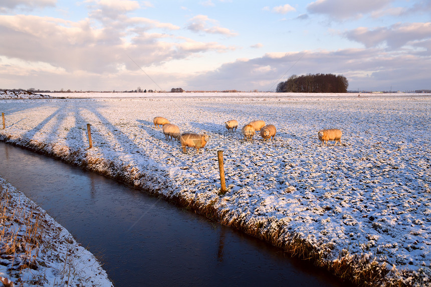 冬季牧场牧羊群图片