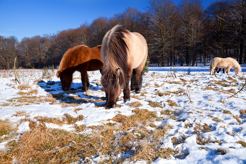 冬季牧场上的小马图片