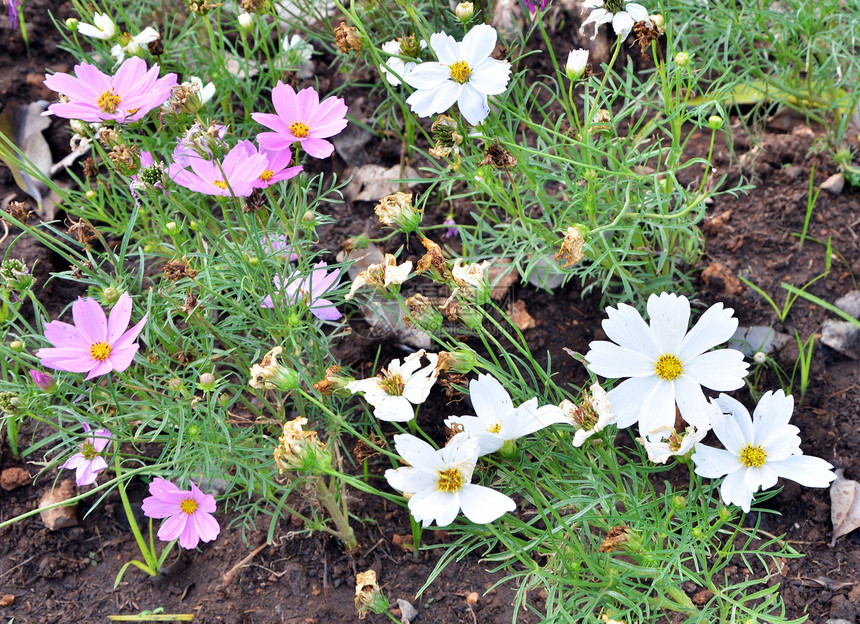 在园中开花植物旅行农村季节场地植物学花朵活力花园花瓣图片