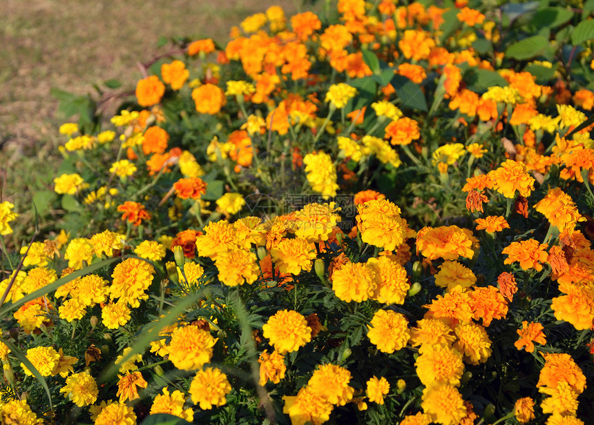 玛丽戈德花园橙子植物群季节场地美丽金子草地雏菊花束图片