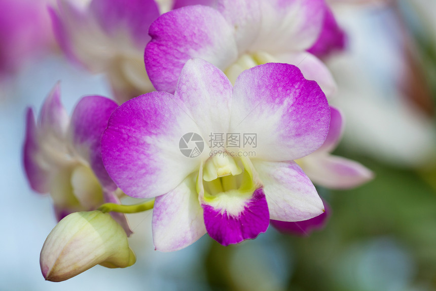 特写紫兰花绿色花束粉色热带紫色植物礼物植物学展示女王图片