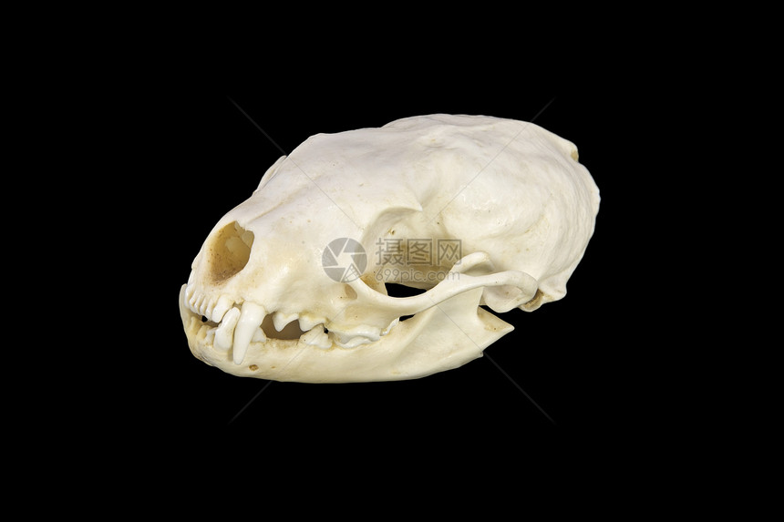 火星头骨死亡哺乳动物耳朵白色解剖学荒野牙齿动物棕色野生动物图片