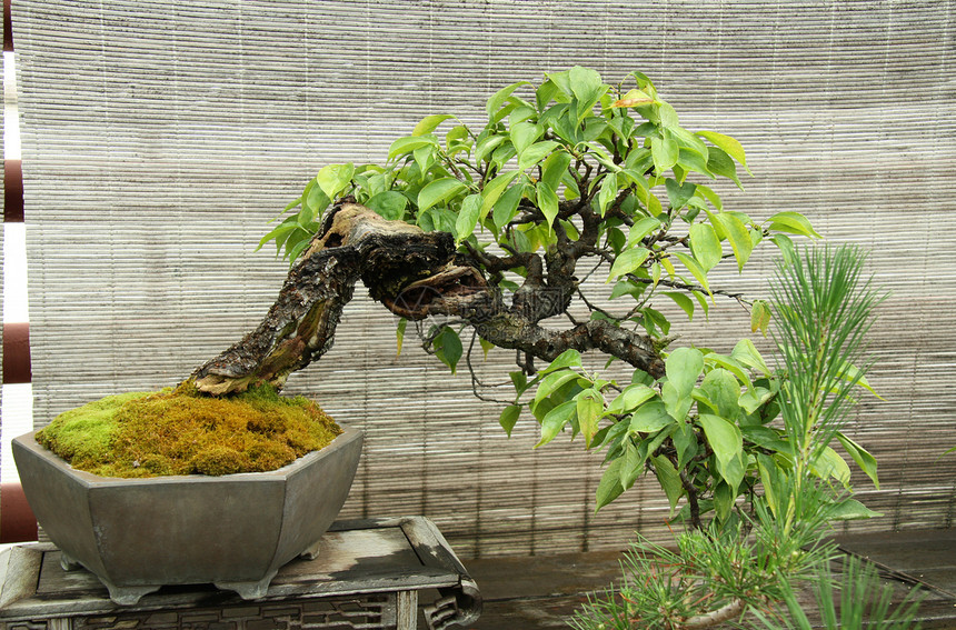 Bonsai树温室木头展览盆栽种植陶器花园文化地球苔藓图片
