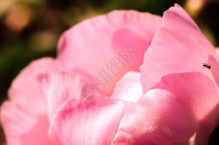 粉红小马薄雾装饰粉色花朵风格蚂蚁牡丹昆虫飞沫花瓣背景图片