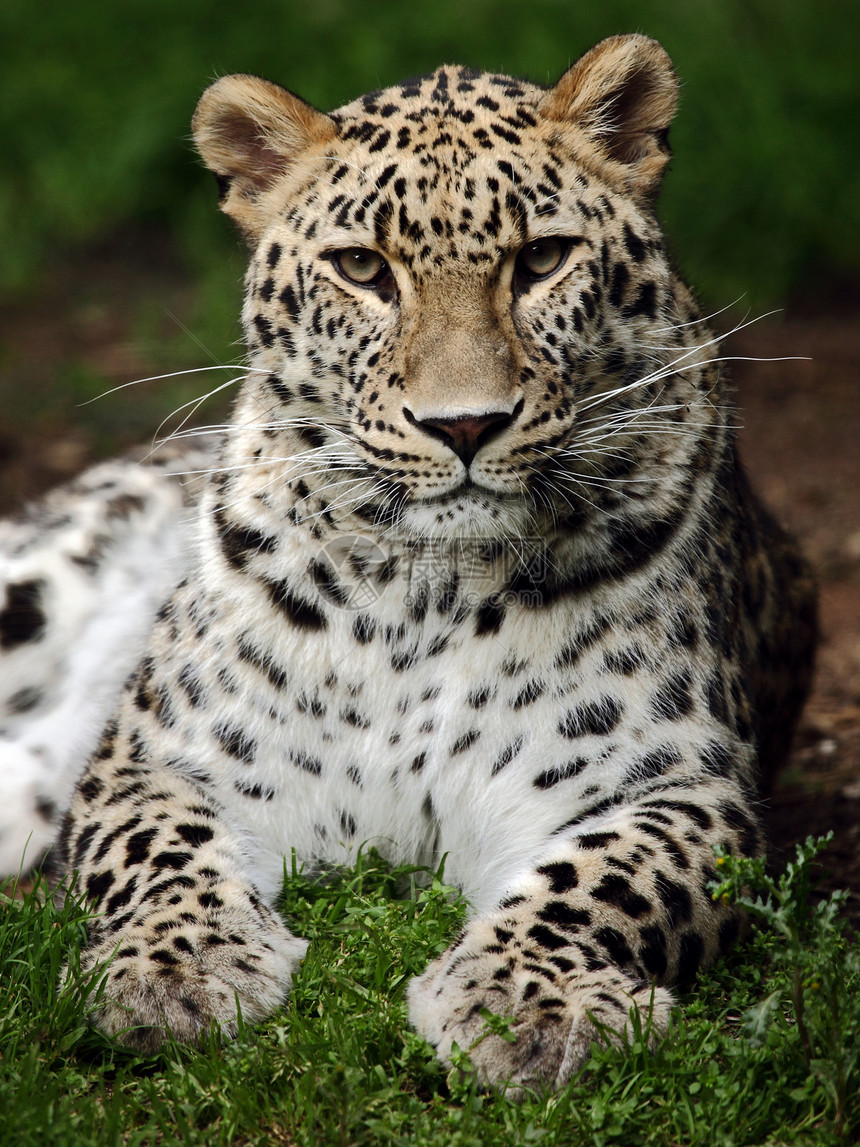 豹捕食者荒野姿势成人女性力量说谎动物危险动物园图片