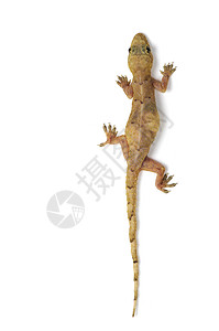 行为学Gecko 蜥蜴宠物壁虎尾巴生物学脊椎动物皮肤宏观捕食者爬行动物荒野背景