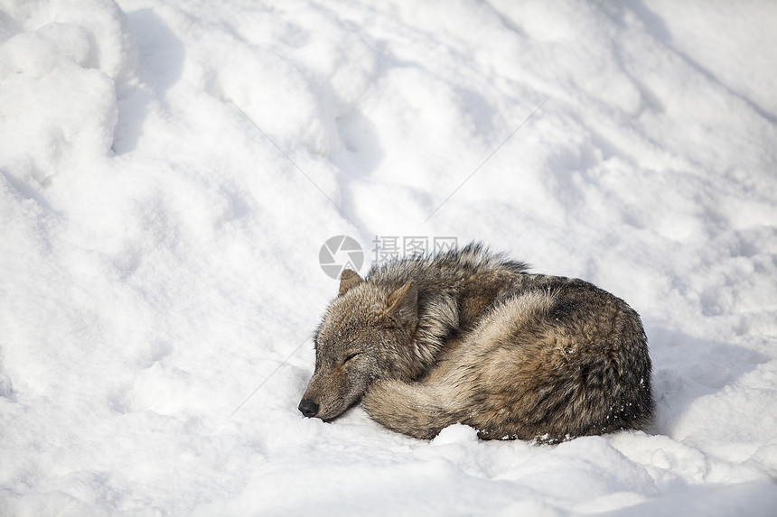 狼在雪上睡觉图片