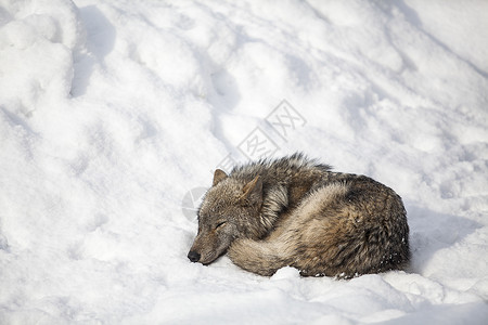 狼斗争狼在雪上睡觉背景