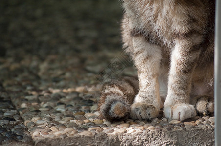 等待厕所投标狗窝小猫动物猫咪眼睛家养猫科猫舍背景图片