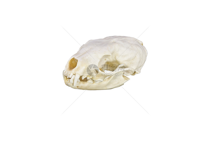 火星头骨牙齿死亡耳朵棕色动物白色哺乳动物工作室解剖学眼睛图片
