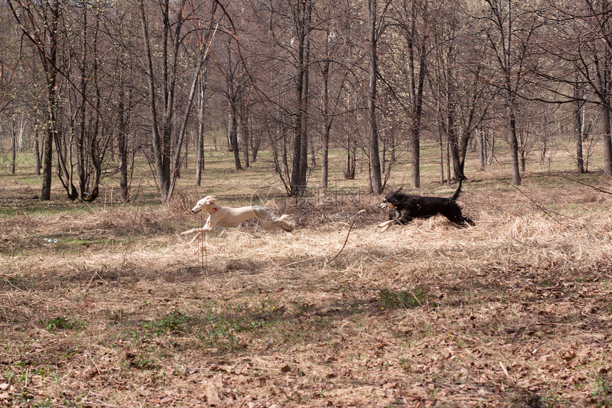 流传的东方猎犬会议跑步乐趣动物植物群友谊宠物食肉黑色水平图片