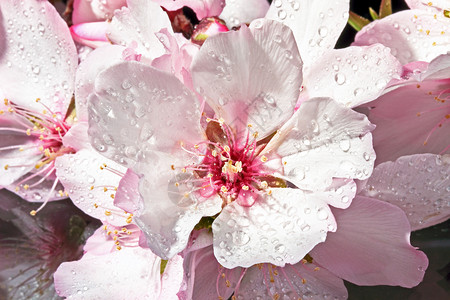 鲜杏花紧闭蓝色粉色植物群背景图片