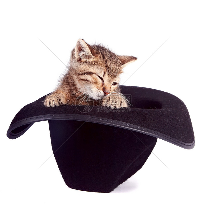 戴帽子的小猫动物食肉乐趣晶须脊椎动物哺乳动物兽医爪子条纹惊喜图片