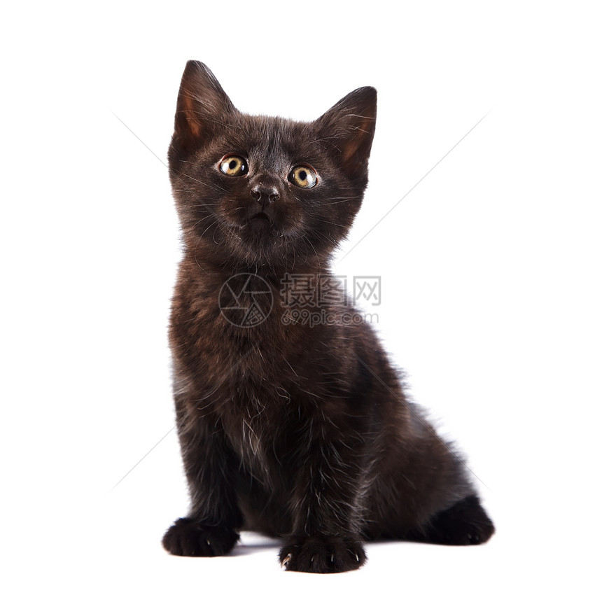 黑小黑猫晶须动物毛皮快乐哺乳动物友谊黑色耳朵宠物农场图片