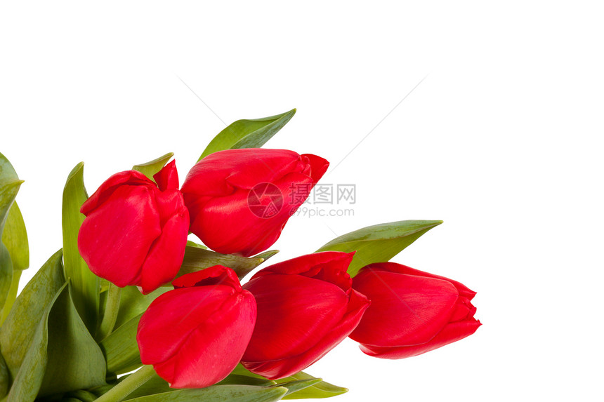 白色背景上孤立的红色郁金香植物群花瓣花束植物妈妈们花店花园礼物紫色卡片图片