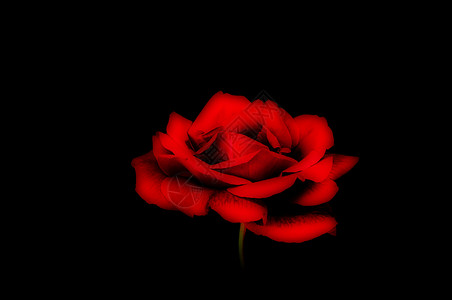 软玫瑰花朵玫瑰花瓣红色背景图片