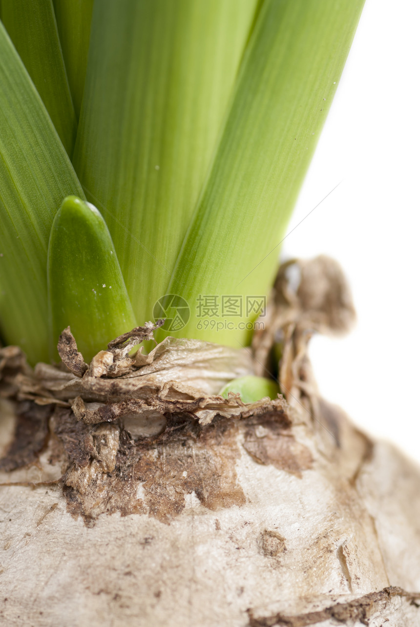 喷发灯泡植物美丽绿色植物群植物学季节性工作室花束季节图片