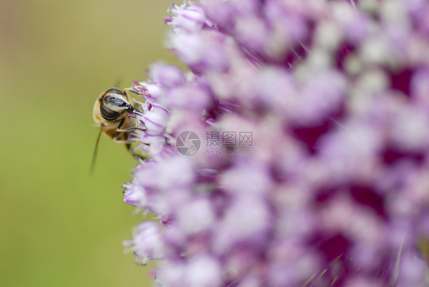 一只蜜蜂聚集的花环昆虫野生动物活力条纹宏观植物黄色植物群花粉动物图片