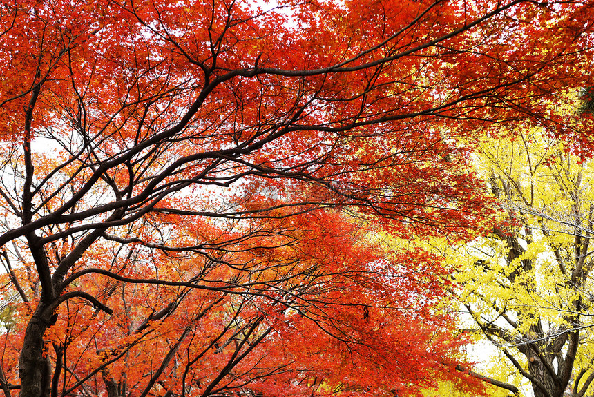 秋叶橙子季节性叶子季节环境红色黄色公园植物群图片