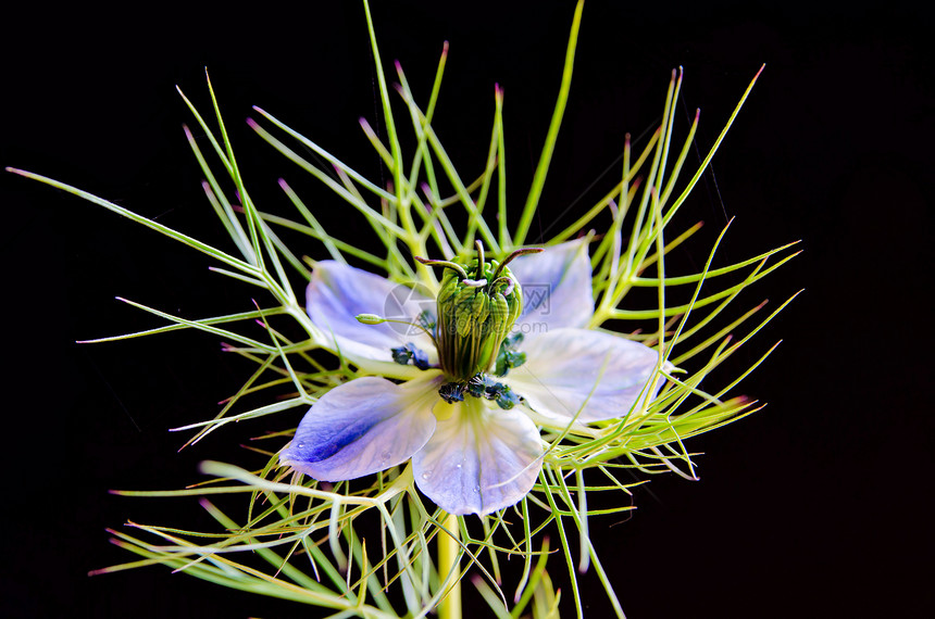 奈杰拉达马塞纳花瓣宏观蓝色绿色黑种草季节植物学爱情迷雾植物图片