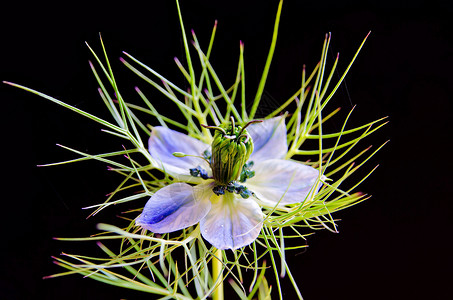 奈杰拉达马塞纳花瓣宏观蓝色绿色黑种草季节植物学爱情迷雾植物背景图片