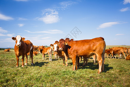 牛群在一片美丽的绿草地上放牧牧场农场奶制品场地农村晴天奶牛草原动物牛奶背景图片