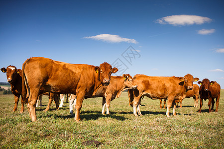 牛群在一片美丽的绿草地上放牧农田牛角场地小牛牧场农村牛肉草原奶制品动物背景图片