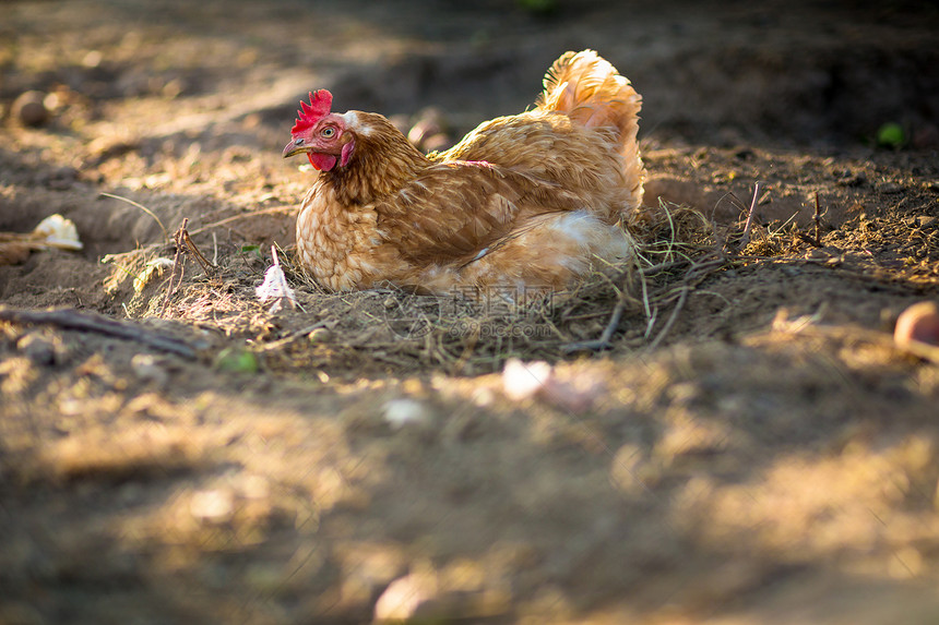农场的母鸡鸡腿农民国家鸡舍动物公鸡房子家畜羽毛场景图片