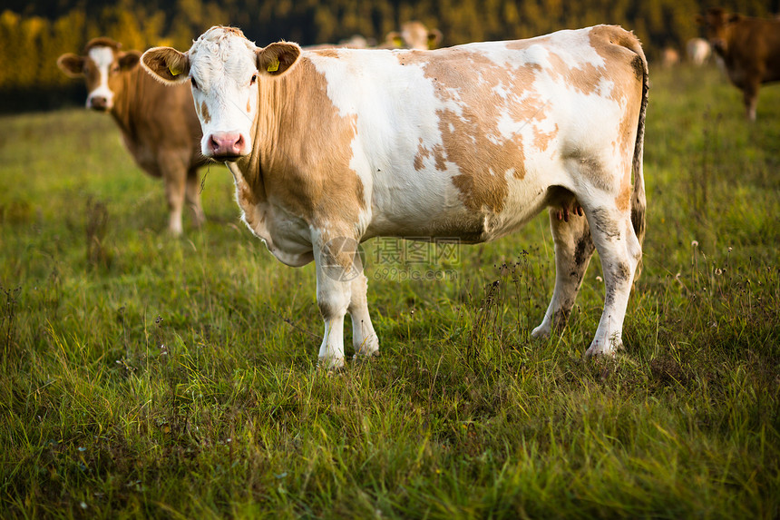 牛群在一片美丽的绿草地上放牧牛肉奶牛牧场小牛牛奶牛角天空环境农田奶牛场图片