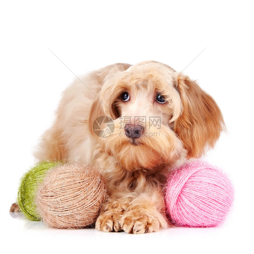 装饰性蜜蜂狗和羊毛球图片