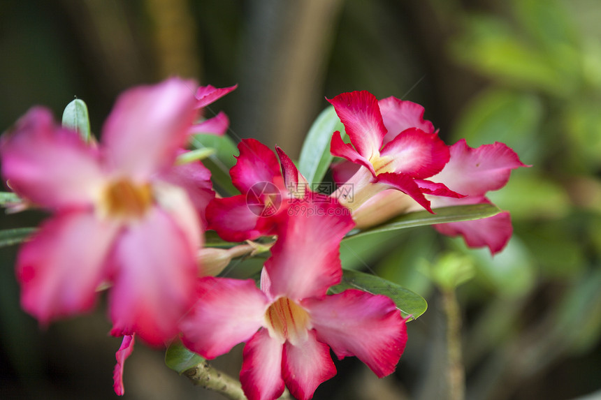 开花花植物群公园脆弱性生长异国热带花束温泉香味花园图片
