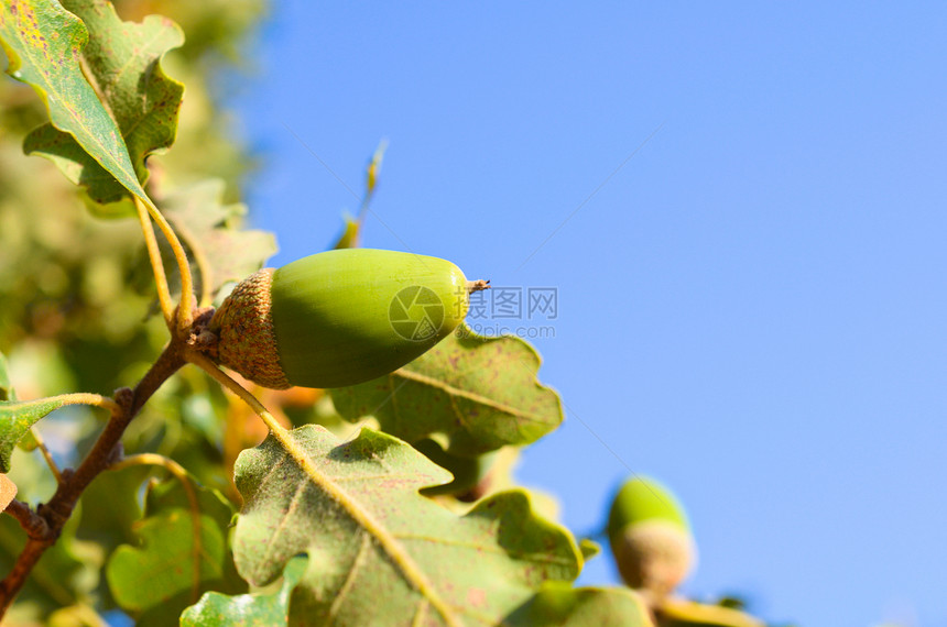 离橡子很近橡木食物植物学椭圆发芽种子宏观绿色木头水果图片