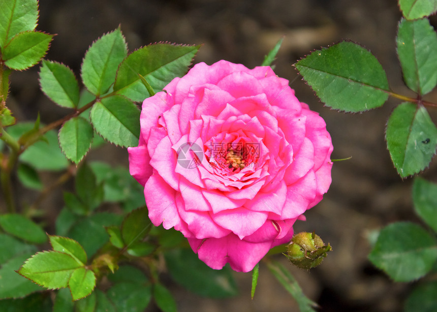 花园里的一朵美丽的粉红玫瑰粉色发芽园艺花瓣日光绿色树叶女性化植物群玫瑰图片