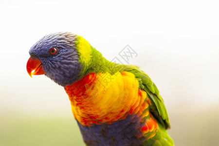 颜色绿色鸟类红色黄色羽毛翅膀紫色眼睛背景图片